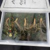[수로산삼] 산양산삼 장뇌삼 5~6년근 정삼 10뿌리
