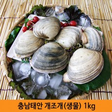 충남태안 개조개[생물] 1kg