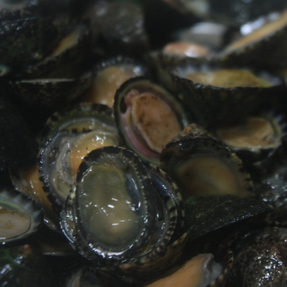 배말 500g