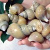 백골뱅이 1kg(45미쯤)