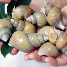 백골뱅이 1kg(45미쯤)
