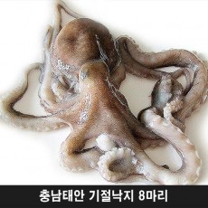 충남태안 기절낙지 8마리(대2마리,특대4마리,왕특대2마리)