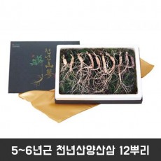 5~6년근 천년산양산삼 12뿌리