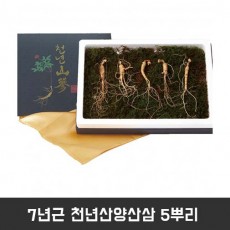 7년근 천년산양산삼 5뿌리