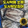 포항 도시락오징어 1kg (10미내외)