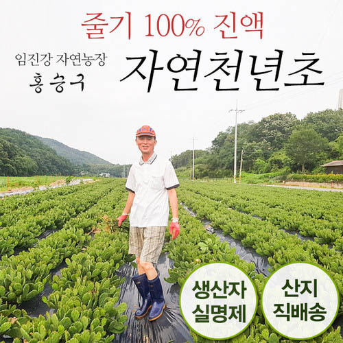 임진강 자연농장의 자연천년초 60포
