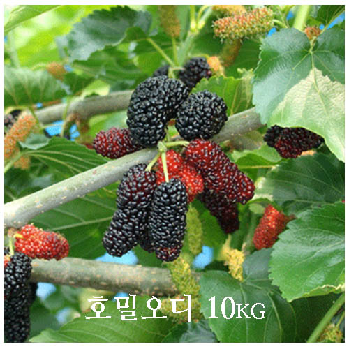 호밀오디 한박스 10k