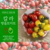 이천 대추방울 토마토 칼라대추 3k(빨강 노랑혼합)