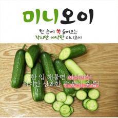 숏오이 미니오이 1박스 22과 내외 1.5kg
