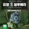 유황 블루베리 특 2k /6월25일부터 순차발송