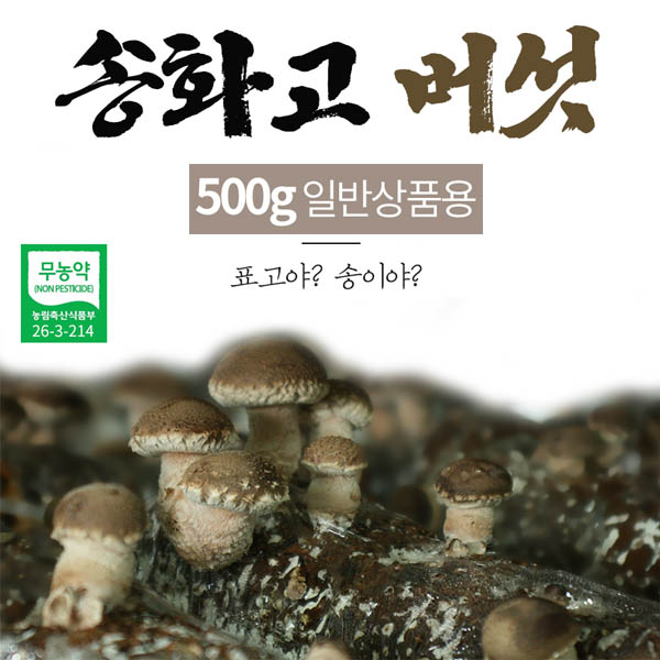 버섯돌이 송화 버섯 일반상품 500g