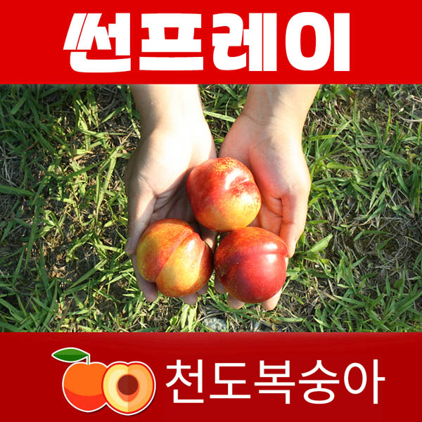 천도왕자 썬프레이 1박스 2K (14과 내외)