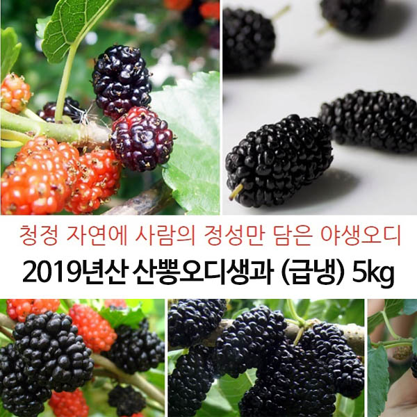 2019년산 산뽕오디생과 (급냉) 5kg