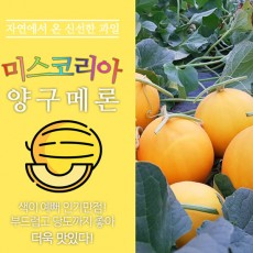 경북 고령 미스코리아 양구메론 2과 3.5k