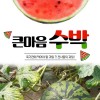 큰마음 수박 특 7-8kg