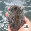 [청진수산] 직접 잡은 초신선 활전복 1kg 6-7미