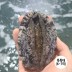 [청진수산] 직접 잡은 초신선 활전복 1kg 6-7미