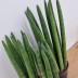 스투키(40cm) 분갈이용