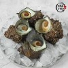 [미각기행] 오동통 통영 뿔소라 1kg(5~9미)