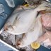 바다의 귀족이라 불리는 국내산병어 3kg (12-33미)