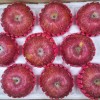 해나리부사5kg16~21과내외