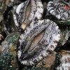 [미각기행] 완도 전복 9-10미 1kg 선물세트(보자기포장)