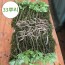 4-5년근 산양산삼 싹대삼 33뿌리