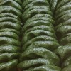 40년전통 명물 리만월 제주 해풍 쑥개떡600g(12개입)