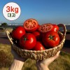 [산지직송] 달디단 국내산 신선한 완숙 찰 토마토 대과 3kg (1번과)