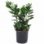 돈과 행운이 들어오는 금전수 금전수(중품) 40~50cm