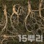 [천생삼농장] 산양산삼 9-10년 특상품 선물포장 15뿌리