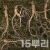 [천생삼농장] 산양산삼 9-10년 특상품 선물포장 15뿌리