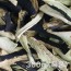 [상시작업] 햇 국산 말린가지(건가지) 300g (특품)
