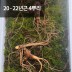 [천생삼농장] 야생 방치삼 산삼 20 - 22년근 정삼 4뿌리
