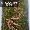 [천생삼농장] 야생 방치삼 산삼 20 - 22년근 못난이 파삼 10뿌리