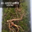 [천생삼농장] 야생 방치삼 산삼 20 - 22년근 못난이 파삼 10뿌리
