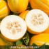 [청년농가] 성주 하우스 꿀참외 가정용 성주참외 1kg 중소과(3-5과 내외)