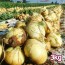 26년산 흰양파 3kg(개당 200~400g)