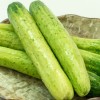 아삭하고 맛있는 백다다기 오이 3kg (15개 내외)