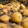 [청년농가] 산지직송 햇 수미감자 특 2kg