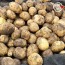 미각기행 2026년 국내산 햇 감자 대 5kg(대 사이즈 개당 중량 80-110g)