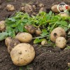 미각기행 2026년 국내산 햇 감자 특 2kg(특 사이즈 개당 중량 110-160g)