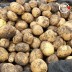 미각기행 2026년 국내산 햇 감자 특 5kg(특 사이즈 개당 중량 110-160g)