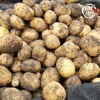 미각기행 2026년 국내산 햇 감자 왕특 5kg(왕특 사이즈 개당 중량 160-210g)