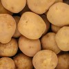 국내산 100% 고소한 26년 수미 햇감자 특 10kg (100g~150g)