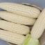 쫀득한 미백 찰옥수수 15개(껍질제거시 15cm 이상)