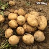 [클래식농원] GAP, 저탄소 국내산 괴산 두백감자 대왕 10kg
