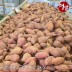 농장직송 첫수확 해남 꿀고구마 특상 2kg