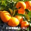 농장직송 제주하우스 감귤 2.5KG 대과 (L-2L)