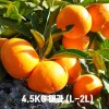 농장직송 제주하우스 감귤 4.5KG 대과 (L-2L)